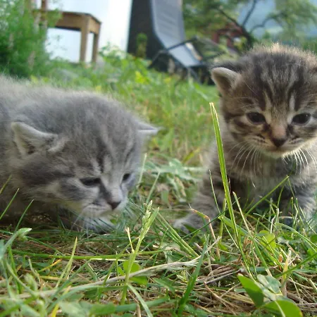 Auerhof * Schladming