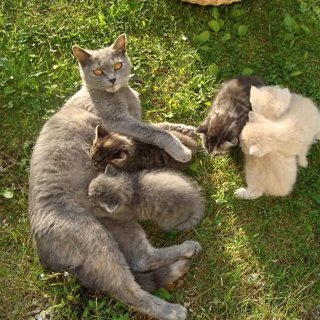 Auerhof * שלאדמינג