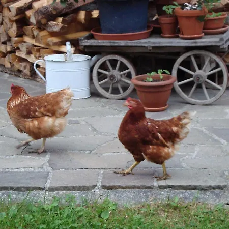 Auerhof * שלאדמינג