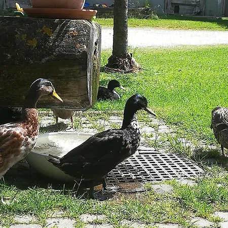 Farm stay Auerhof Schladming