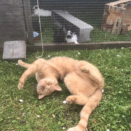 בית חווה Auerhof