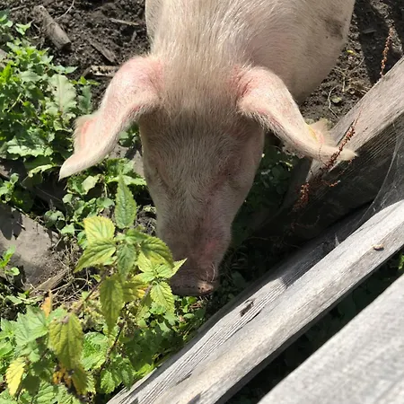 בית חווה Auerhof שלאדמינג