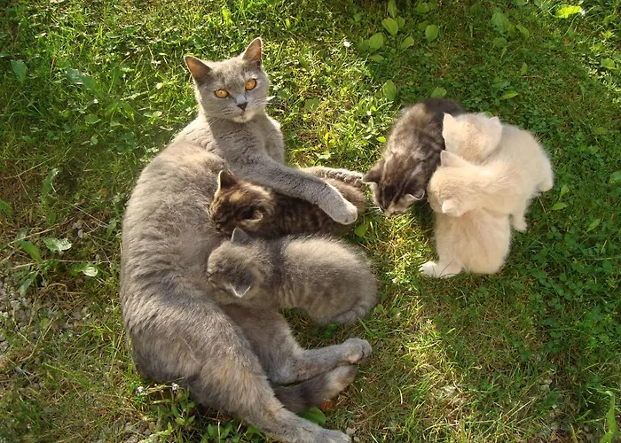 Auerhof * Schladming