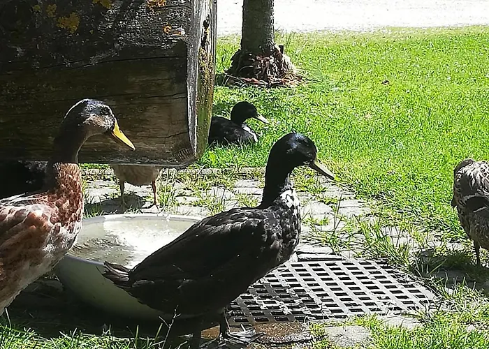 Gospodarstwo agroturystyczne Auerhof Schladming