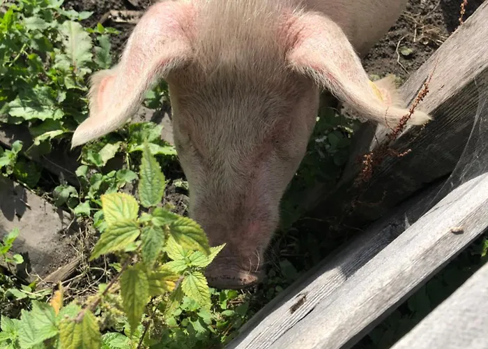 Gospodarstwo agroturystyczne Auerhof Schladming